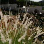 Pnoes Skyros