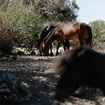 Гостевой дом Pnoes Skyros Kalamitsa