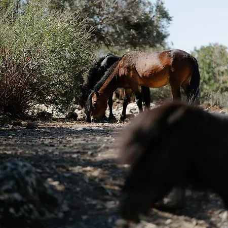 Gasthof Pnoes Skyros Kalamitsa